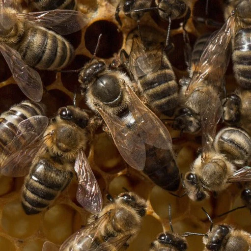 Carnica (naturally mated)